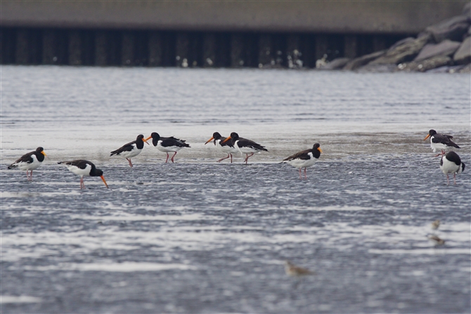 ~Rh,Oystercatcher